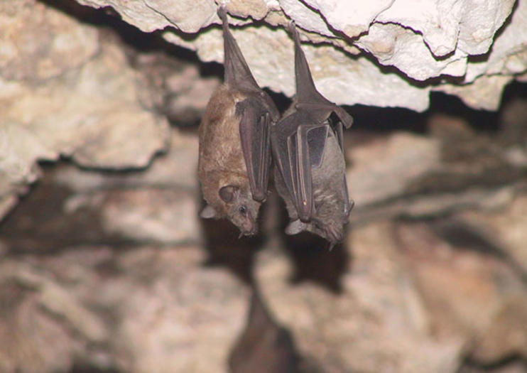 Hato Caves